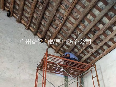 黃埔祠堂房屋白蟻防治工程
