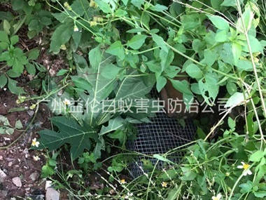 從化上門驅(qū)蛇防蛇