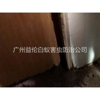 從化白蟻危害防治工程